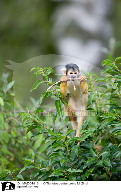 squirrel monkey / MAZ-04813