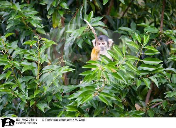 Totenkopfffchen / squirrel monkey / MAZ-04816