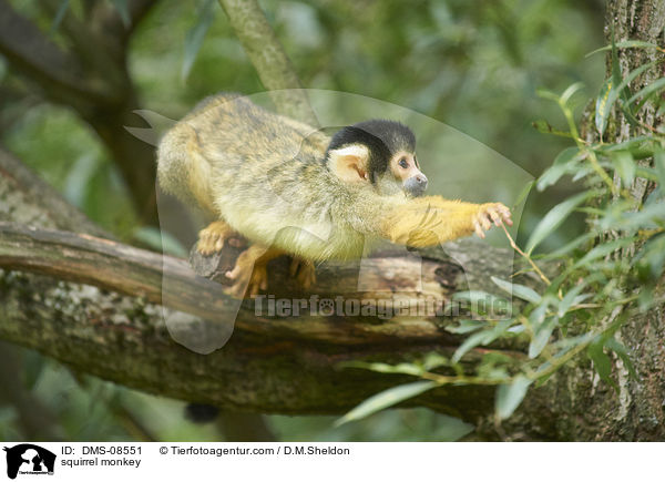 squirrel monkey / DMS-08551