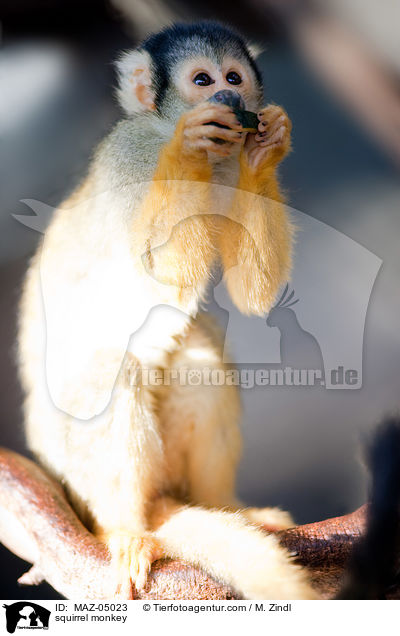 squirrel monkey / MAZ-05023