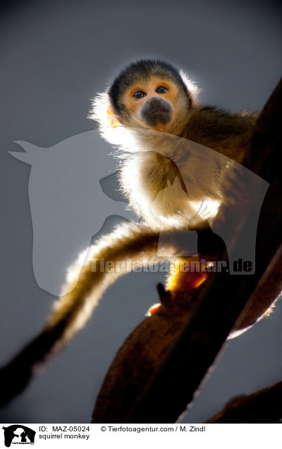 Totenkopfffchen / squirrel monkey / MAZ-05024