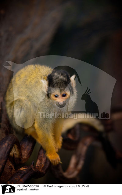 Totenkopfffchen / squirrel monkey / MAZ-05026