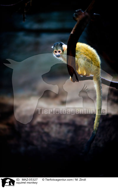 squirrel monkey / MAZ-05327