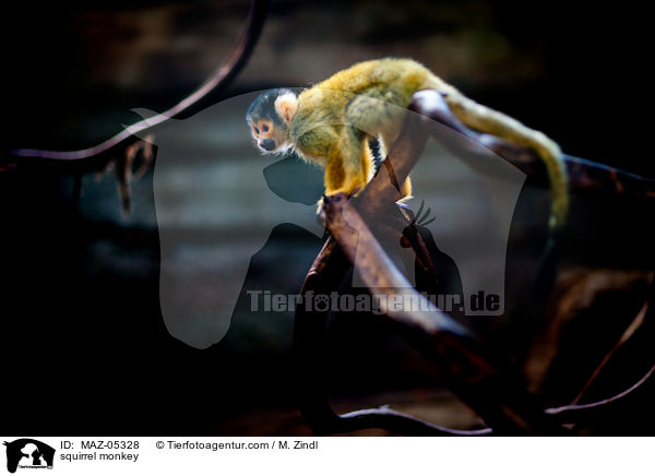 Totenkopfffchen / squirrel monkey / MAZ-05328