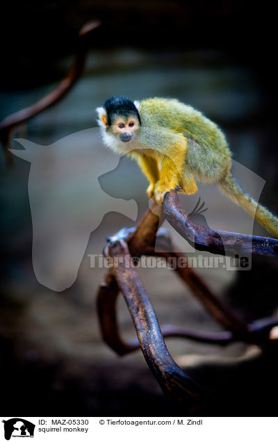 squirrel monkey / MAZ-05330