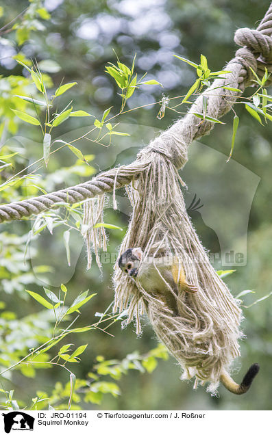 Totenkopfffchen / Squirrel Monkey / JRO-01194