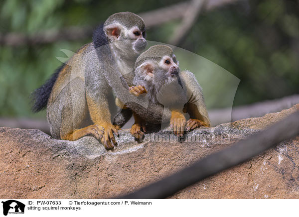 sitzende Totenkopfffchen / sitting squirrel monkeys / PW-07633