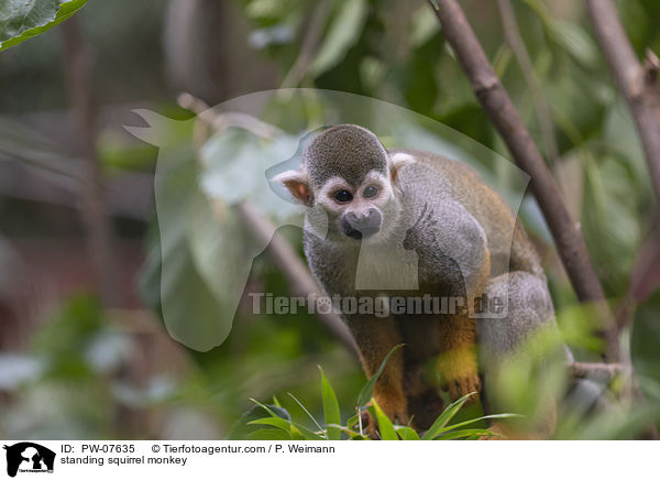 stehendes Totenkopfffchen / standing squirrel monkey / PW-07635