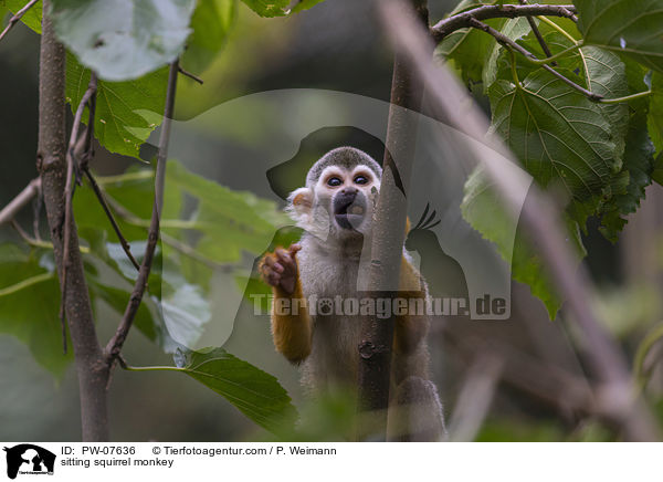sitzendes Totenkopfffchen / sitting squirrel monkey / PW-07636