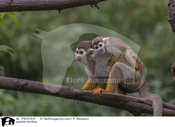 squirrel monkey / PW-07637