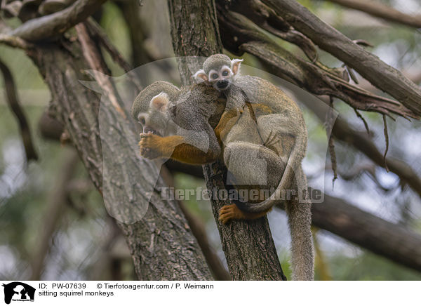 sitting squirrel monkeys / PW-07639