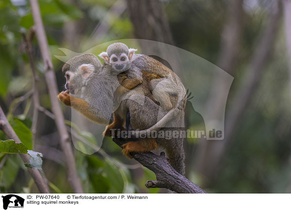 sitting squirrel monkeys / PW-07640