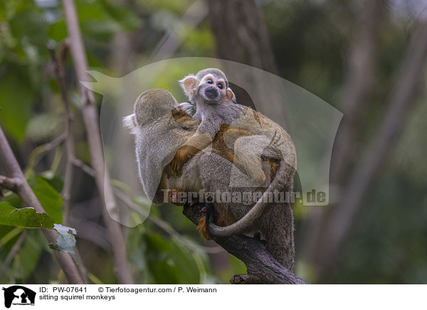 sitzende Totenkopfffchen / sitting squirrel monkeys / PW-07641