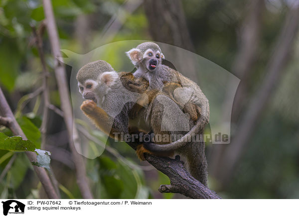 sitting squirrel monkeys / PW-07642
