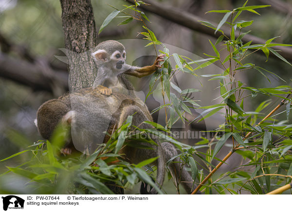 sitzende Totenkopfffchen / sitting squirrel monkeys / PW-07644