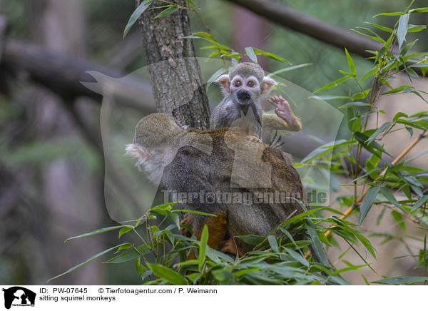 sitzende Totenkopfffchen / sitting squirrel monkeys / PW-07645