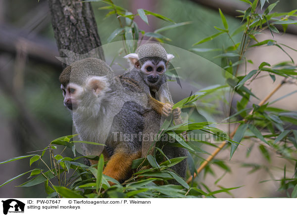 sitzende Totenkopfffchen / sitting squirrel monkeys / PW-07647