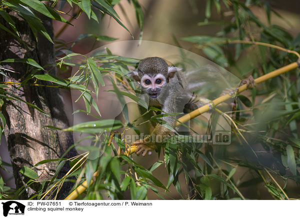 kletterndes Totenkopfffchen / climbing squirrel monkey / PW-07651