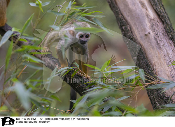 standing squirrel monkey / PW-07652