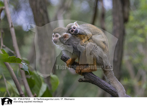 stehende Totenkopfffchen / standing squirrel monkeys / PW-07653