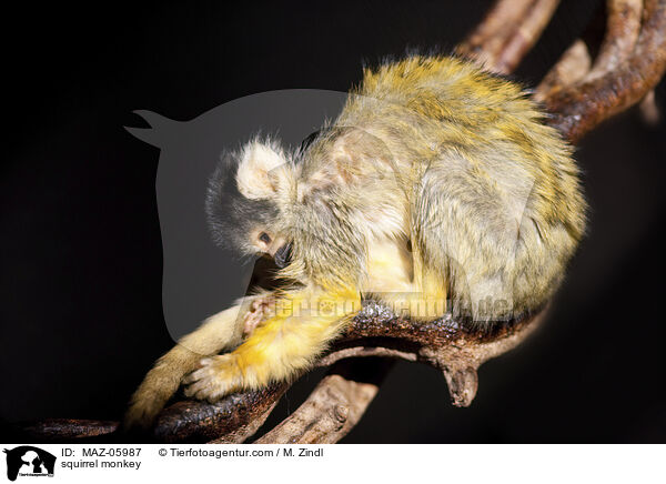 squirrel monkey / MAZ-05987