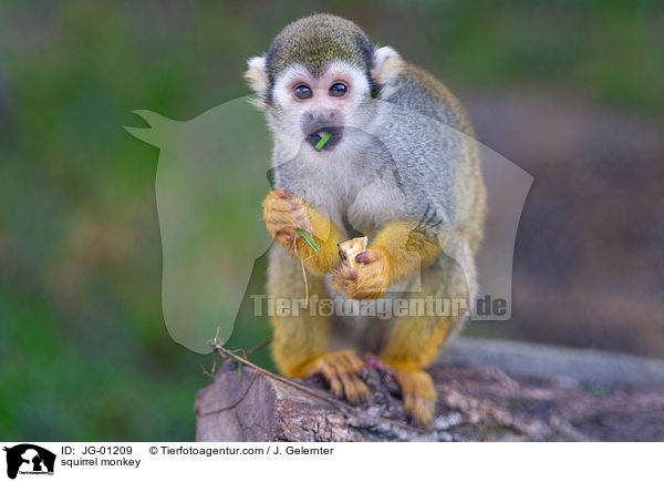 squirrel monkey / JG-01209