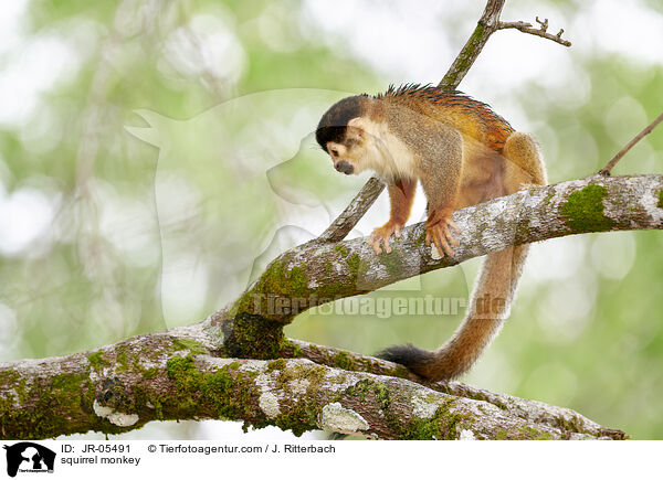 Totenkopfffchen / squirrel monkey / JR-05491