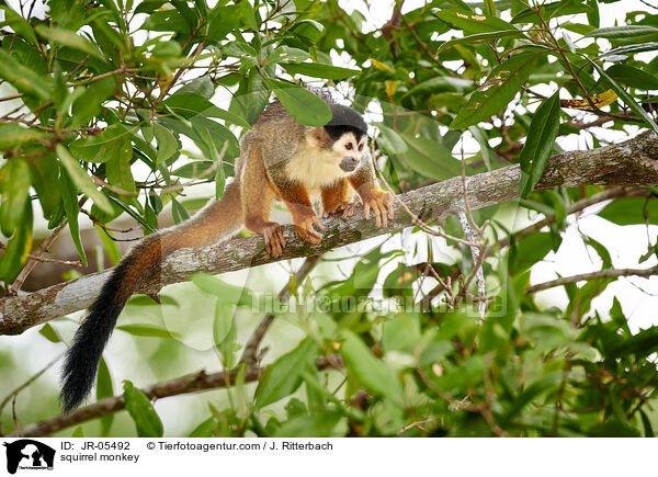 Totenkopfffchen / squirrel monkey / JR-05492