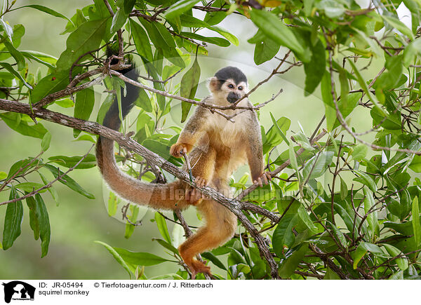 squirrel monkey / JR-05494