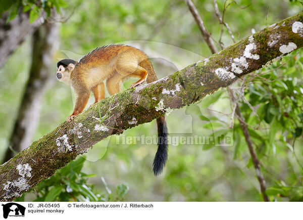 Totenkopfffchen / squirrel monkey / JR-05495
