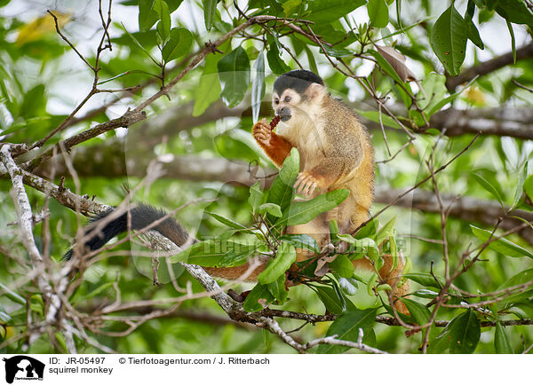 squirrel monkey / JR-05497