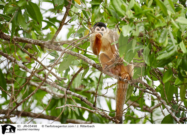 squirrel monkey / JR-05498