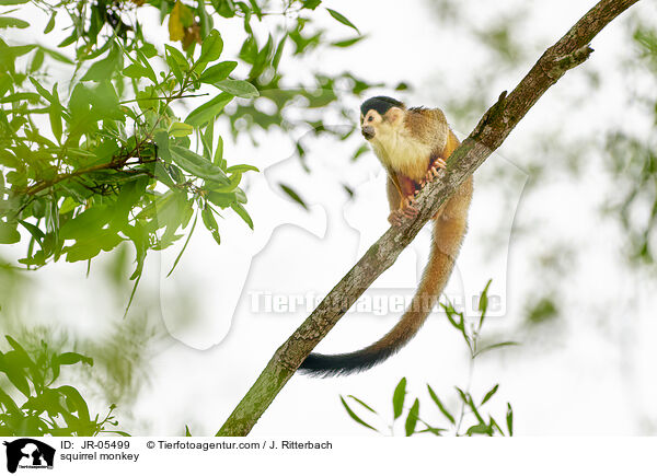squirrel monkey / JR-05499