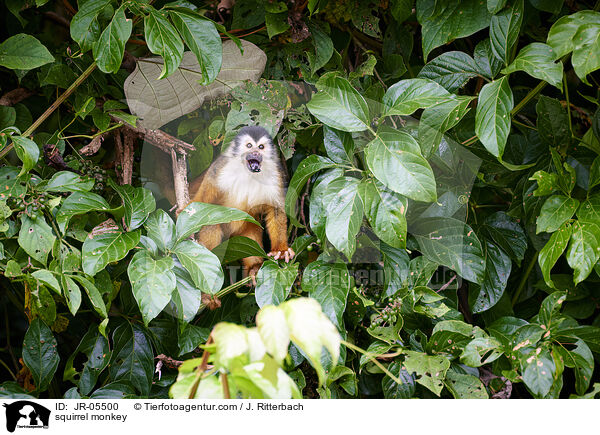 Totenkopfffchen / squirrel monkey / JR-05500