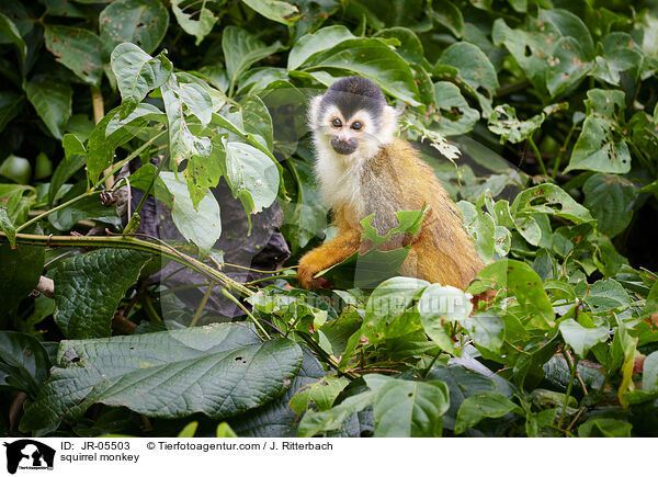Totenkopf�ffchen / squirrel monkey / JR-05503