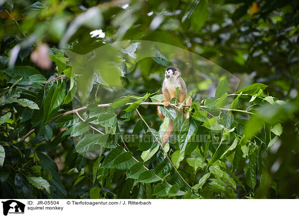 squirrel monkey / JR-05504