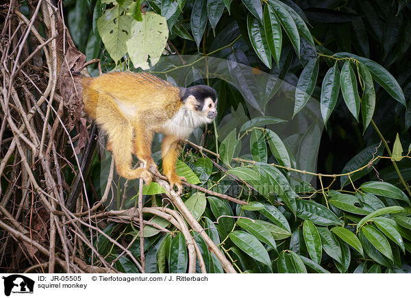 squirrel monkey / JR-05505