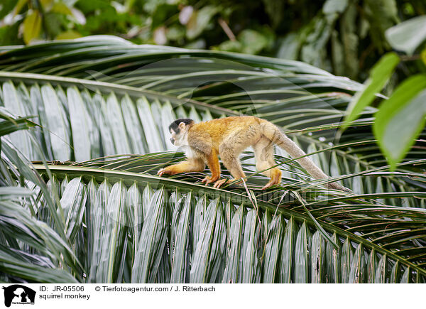 Totenkopfffchen / squirrel monkey / JR-05506