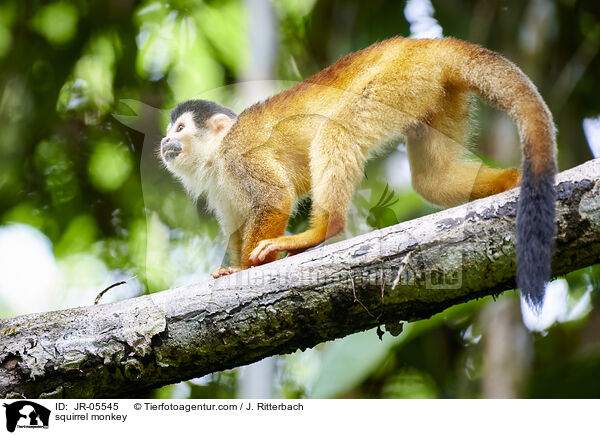 Totenkopfffchen / squirrel monkey / JR-05545