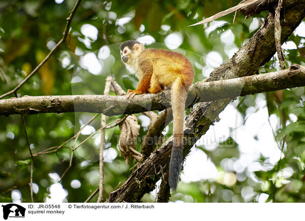 squirrel monkey / JR-05548