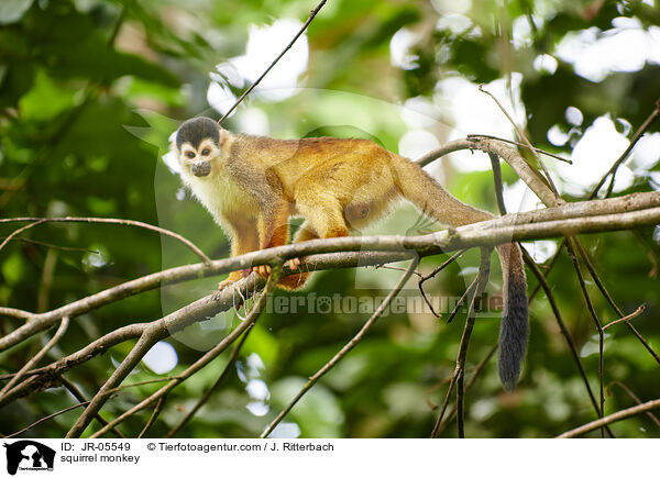 squirrel monkey / JR-05549