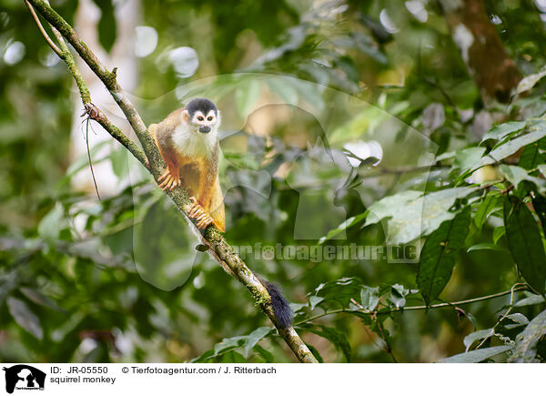 Totenkopfffchen / squirrel monkey / JR-05550