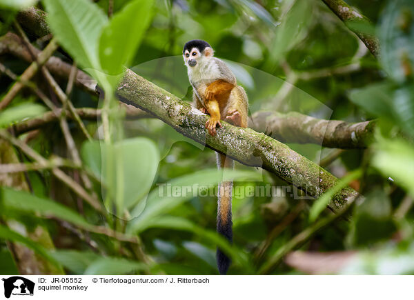 squirrel monkey / JR-05552