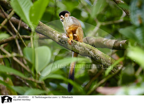 squirrel monkey / JR-05553