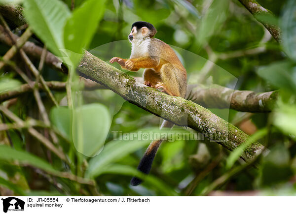 squirrel monkey / JR-05554