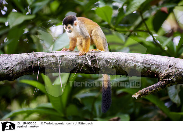 Totenkopfffchen / squirrel monkey / JR-05555