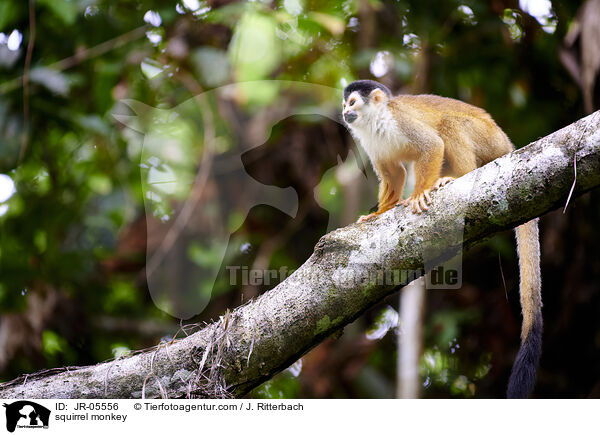 squirrel monkey / JR-05556