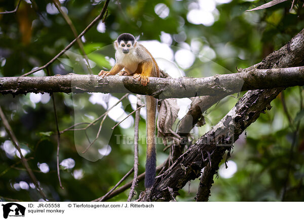 Totenkopfffchen / squirrel monkey / JR-05558