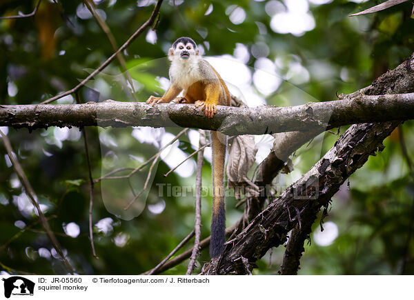 squirrel monkey / JR-05560