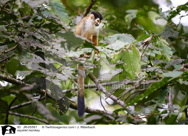 squirrel monkey / JR-05561